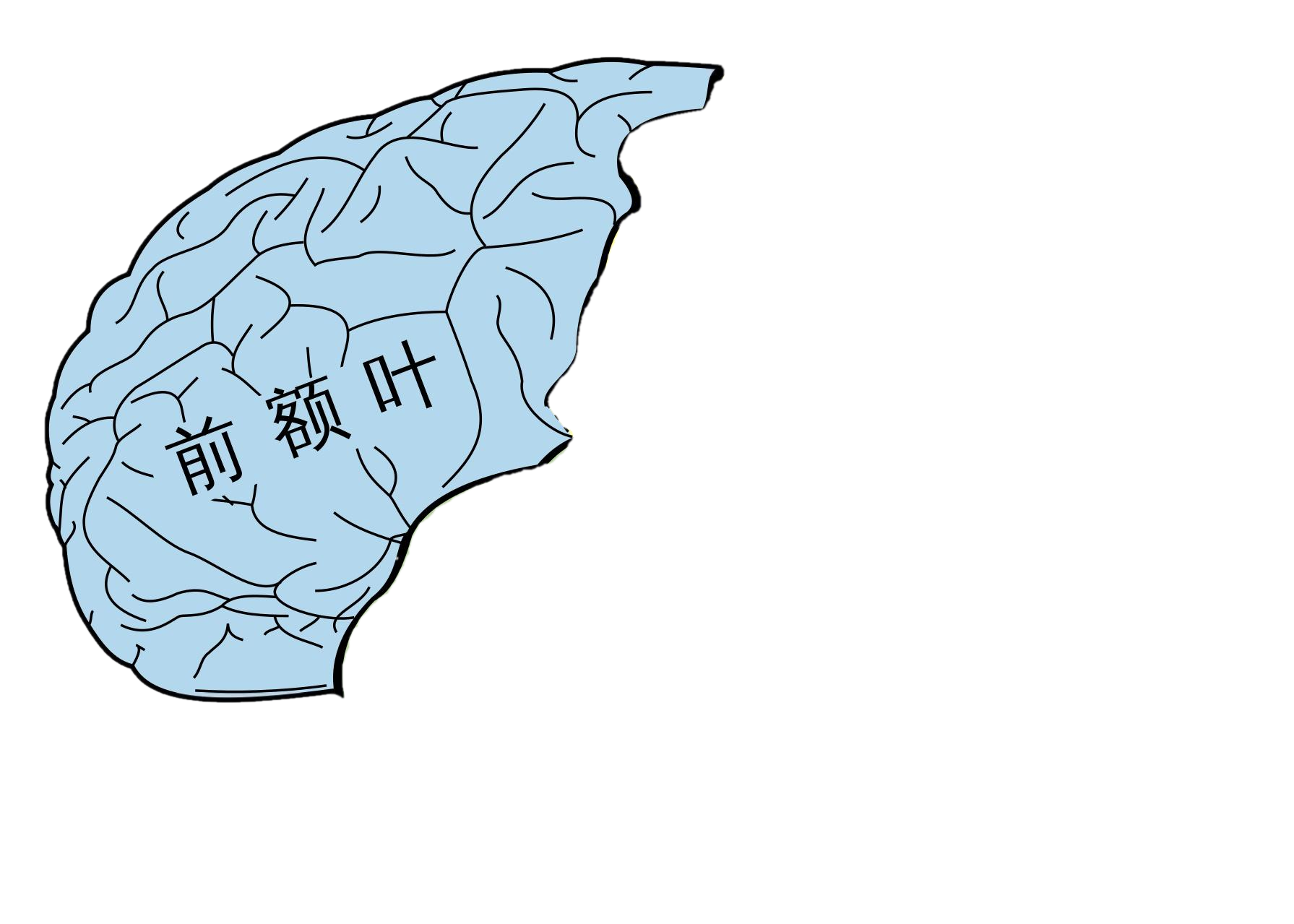 额叶