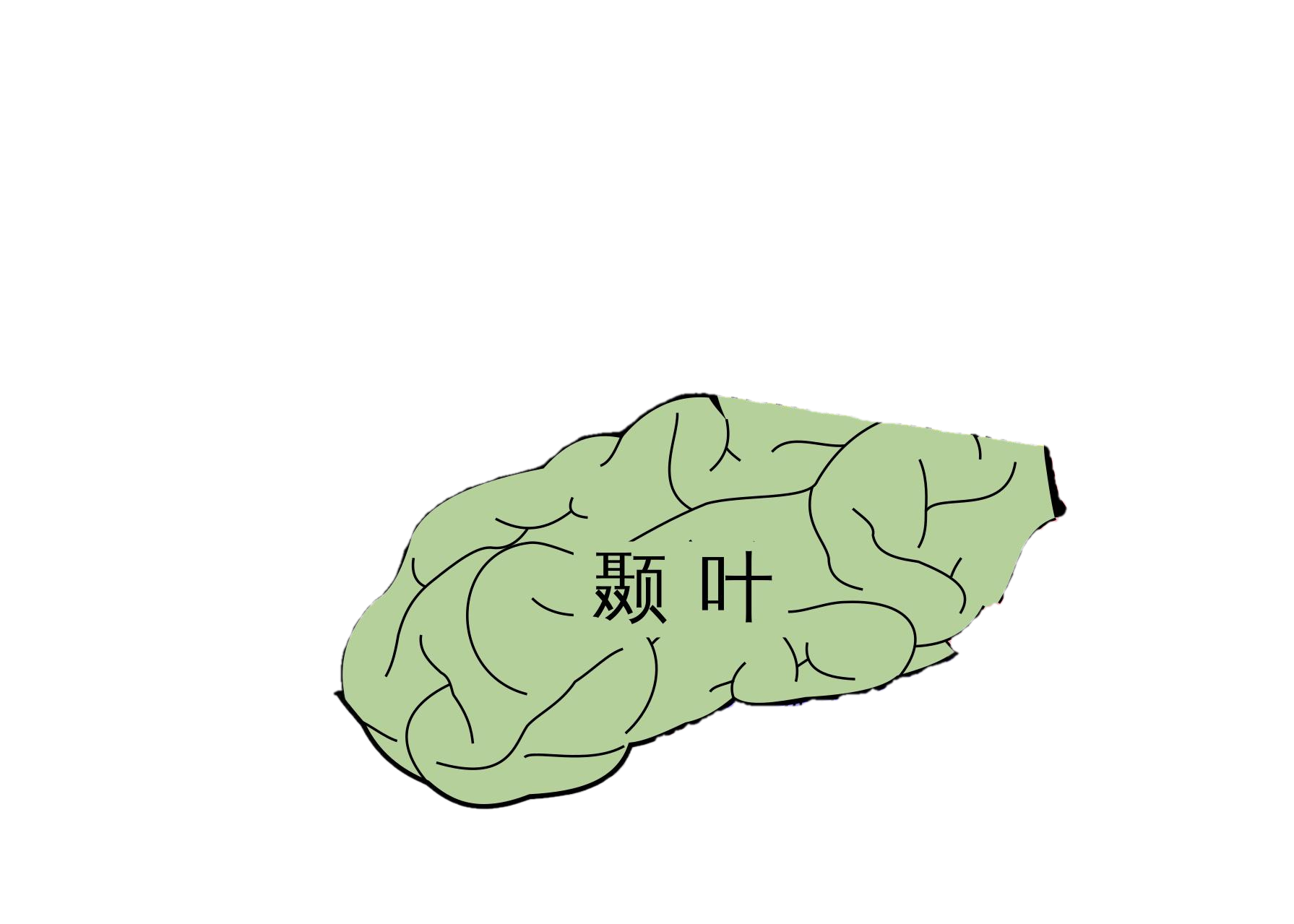 颞叶